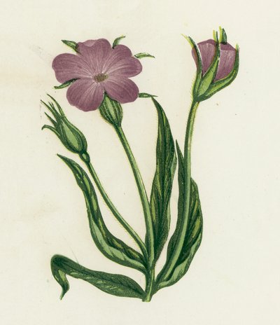 Corn-Cockle by English School